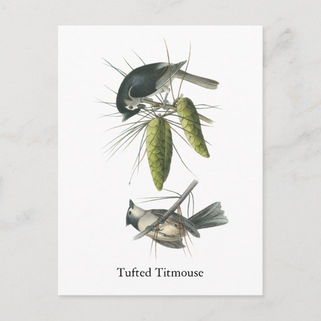 Postal Tufted Titmouse, John Audubon (Anverso)