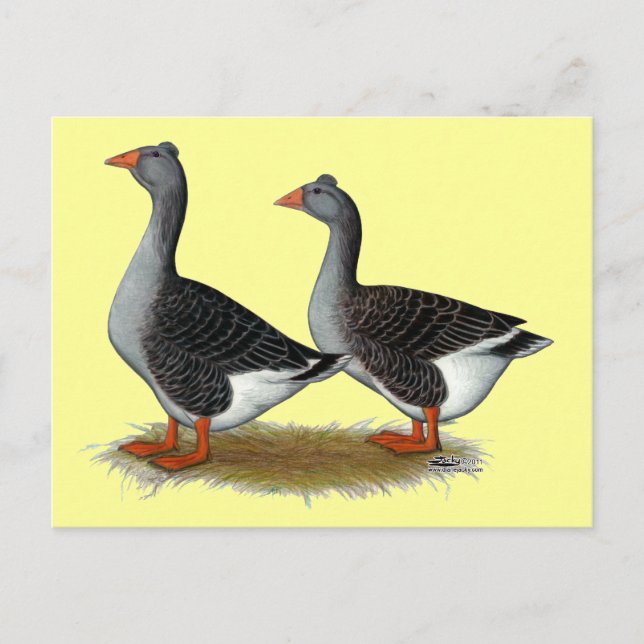 Postal Tufted Toulouse Geese (Anverso)