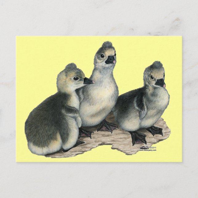 Postal Tufted Toulouse Goslings (Anverso)