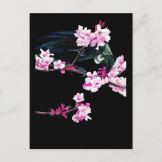 Postal Tui alimentándose con flores de cerezo