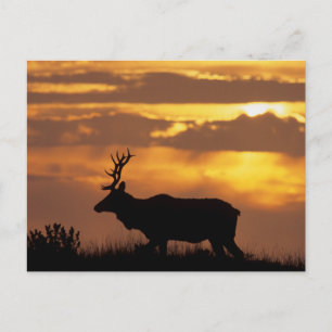 Postal Tule Elk   Zona marítima nacional de Point Reyes