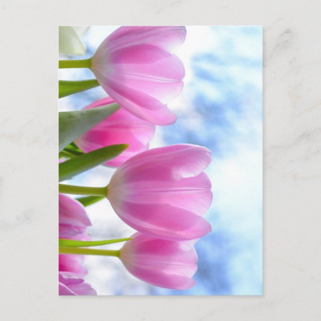 Postal Tulip (Anverso)