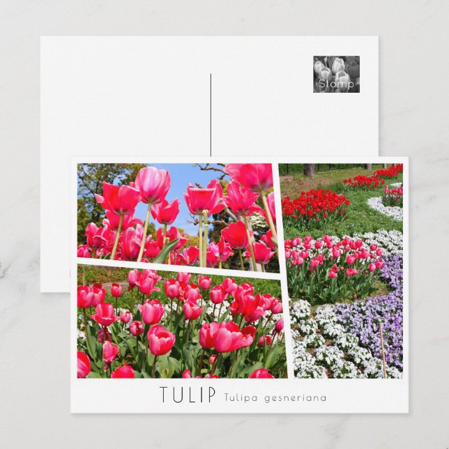 Postal Tulip (Anverso / Reverso)