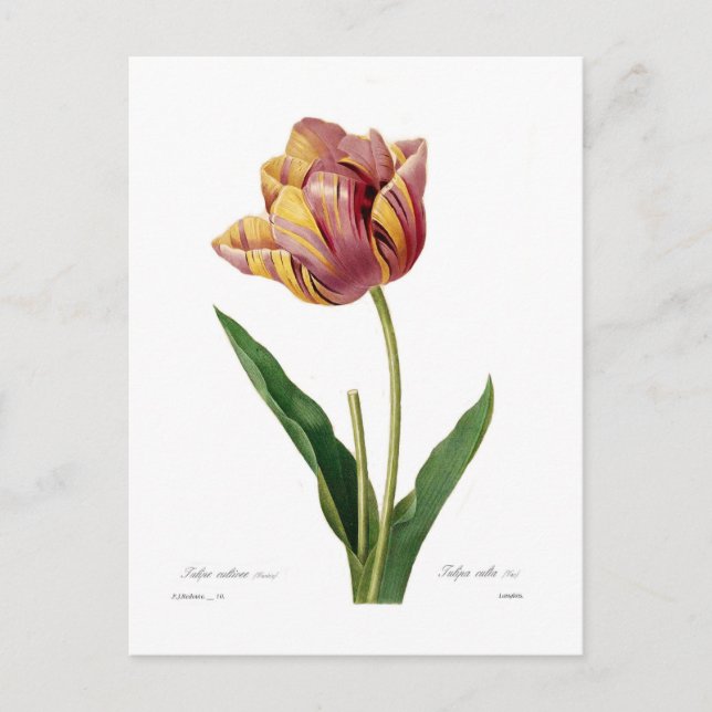 Postal Tulip (Anverso)