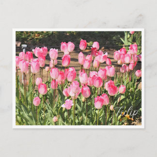 Postal Tulip