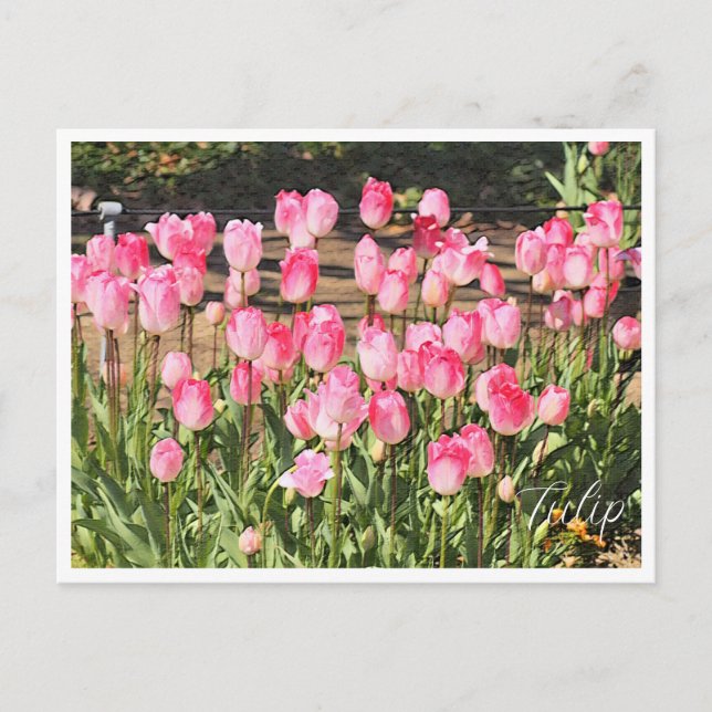 Postal Tulip (Anverso)