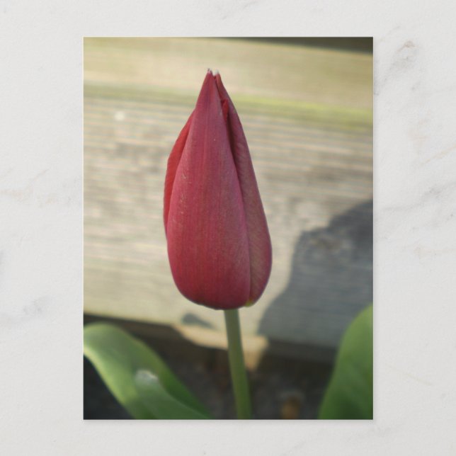 Postal Tulip (Anverso)
