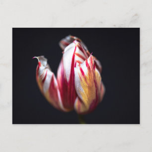 Postal Tulip