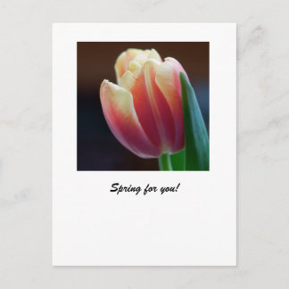 Postal Tulip