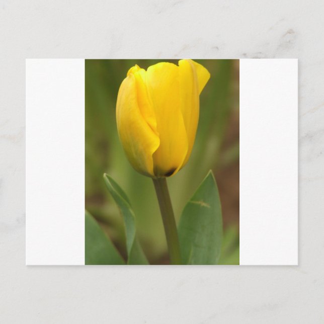 Postal Tulip amarillo (Anverso)
