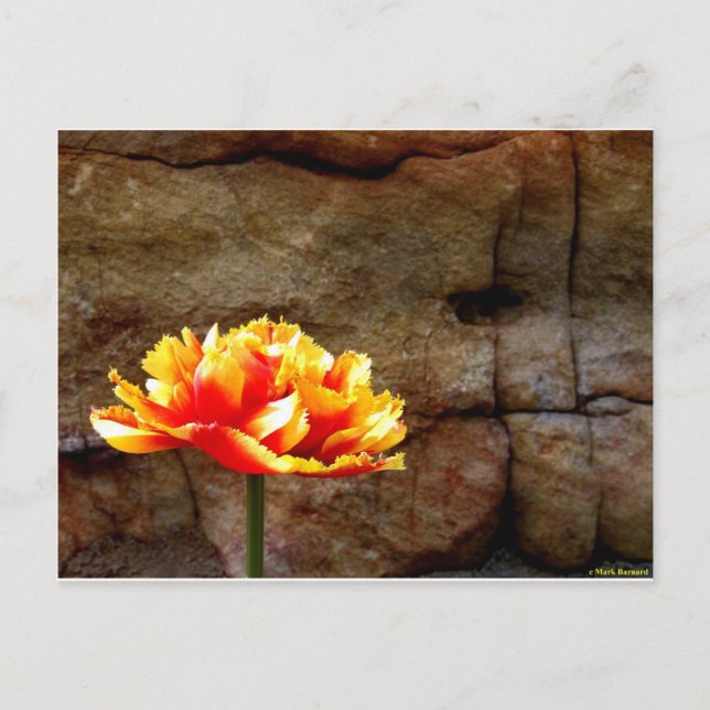 Postal Tulip brillante (Anverso)