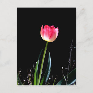 Postal Tulip de primavera