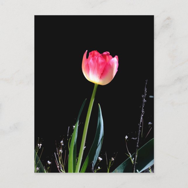 Postal Tulip de primavera (Anverso)