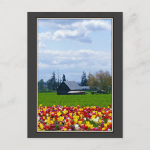 Postal Tulip Farm - Postcard