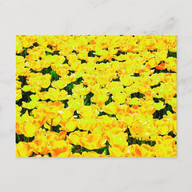 Postal Tulip field - amarillo dorado (Anverso)