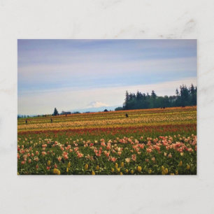 Postal Tulip Field con Mt. Hood, Oregón