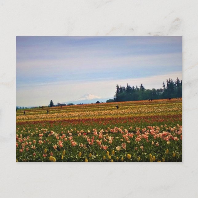 Postal Tulip Field con Mt. Hood, Oregón (Anverso)
