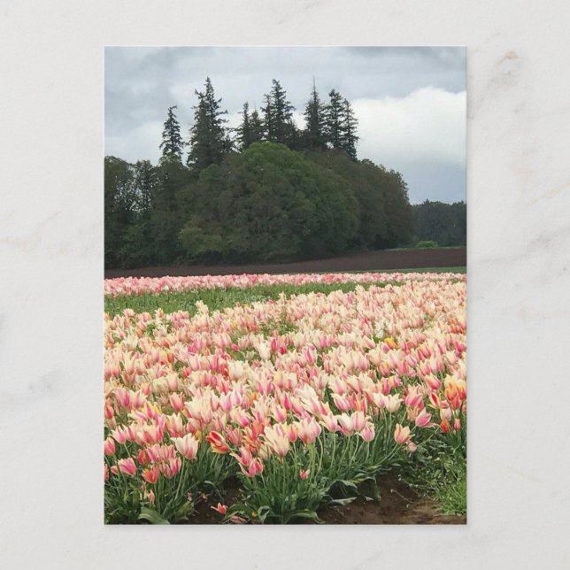 Postal Tulip Field, Oregón (Anverso)