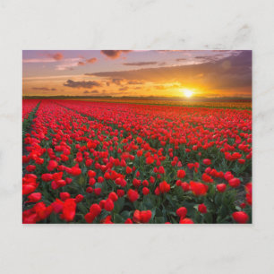Postal Tulip Fields al atardecer en los Países Bajos