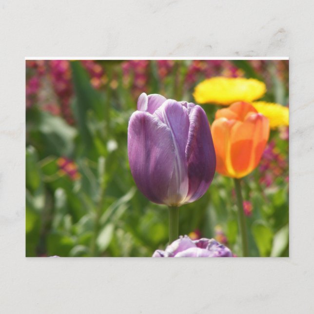 Postal Tulip Flower (Anverso)