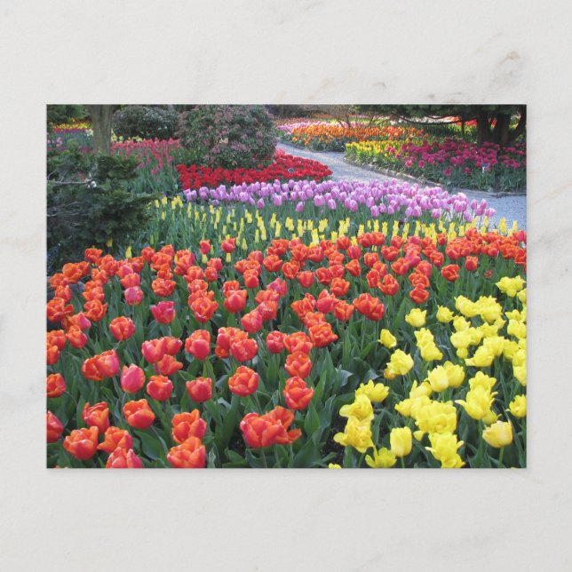 Postal Tulip Gardens (Anverso)