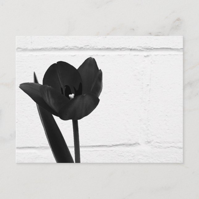 Postal Tulip negro | (Anverso)