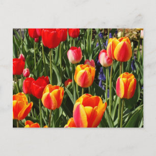 Postal Tulip Patch