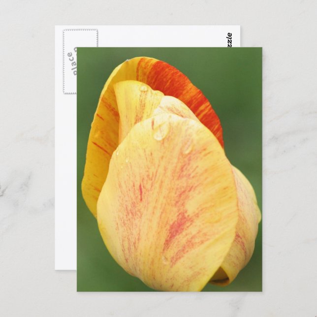 Postal Tulip Petals Flower Photography Personalized (Anverso / Reverso)