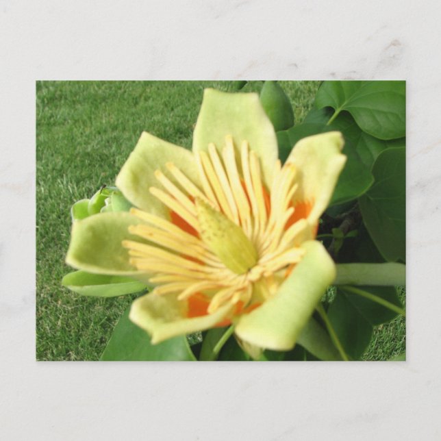 Postal Tulip Poplar (Anverso)