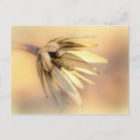 Tulip Poplar Empty Seed Pod