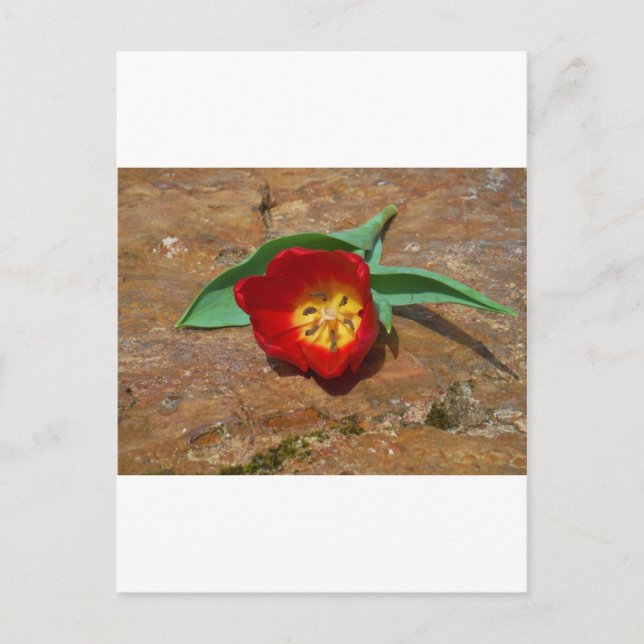 Postal Tulip rojo primavera (Anverso)