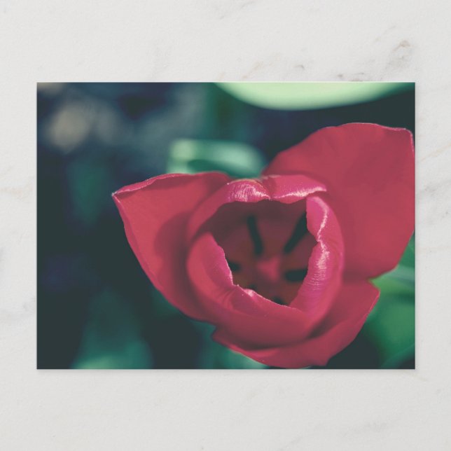 Postal Tulip rojo vintage (Anverso)