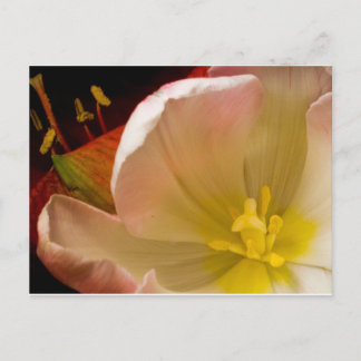 Postal Tulip rosa