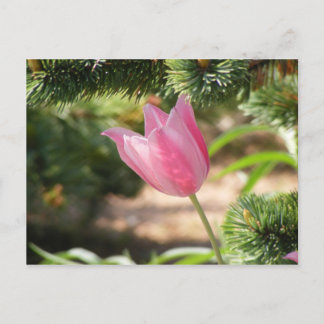 POSTAL TULIP ROSA MULTI COLOR