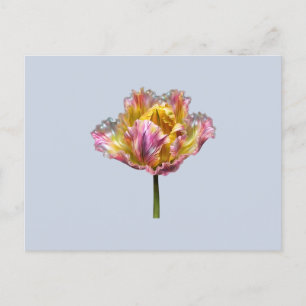 Postal Tulip Rufled Holográfico Irlandés