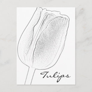 Postal Tulip Sketch