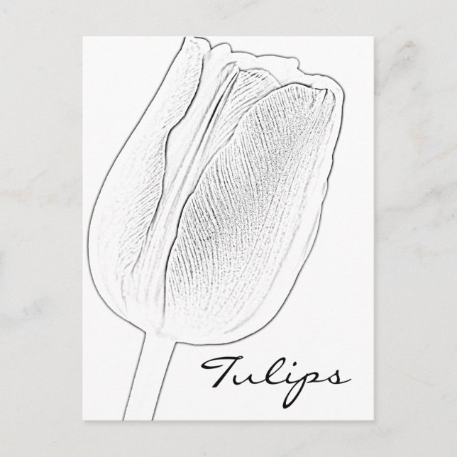 Postal Tulip Sketch (Anverso)