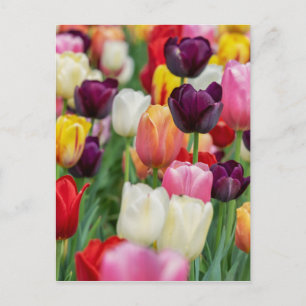 Postal Tulip Spring Flores Jardín Floral Amarillo Rojo