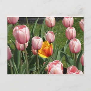Postal Tulip Treasure