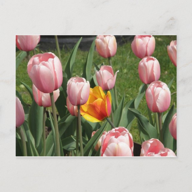 Postal Tulip Treasure (Anverso)