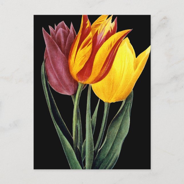 Postal Tulip (Tulipa Gesneriana) (Anverso)