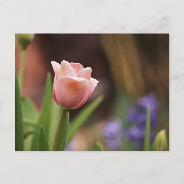 Postal Tulipa (Anverso)