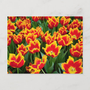 Postal Tulipa Fabio, Keukenhof, Países Bajos