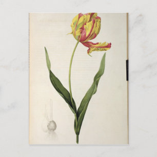 Postal Tulipa gesneriana dracontia, de 'Les