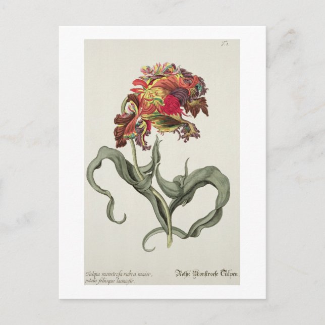 Postal Tulipa Monstrosa Rubra Maior de 'Phythanthoza Ic (Anverso)