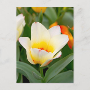 Postal Tulipán