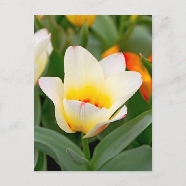Postal Tulipán (Anverso)