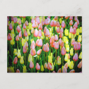 Postal tulipán