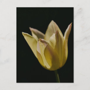 Postal Tulipán Amarillo
