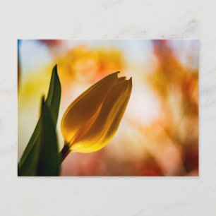 Postal Tulipán amarillo Quick Hello PostCard